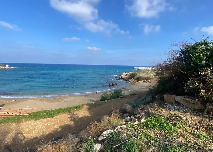 Olive Tree - * Protaras