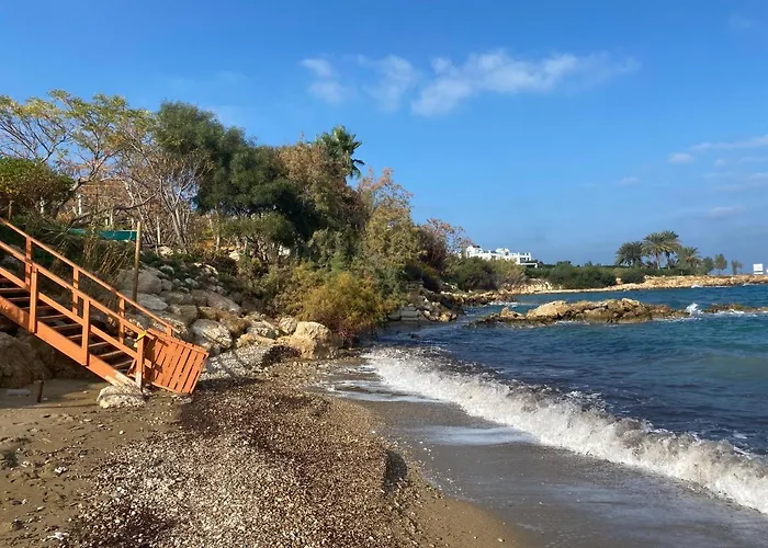 Olive Tree - * Protaras