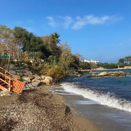 Olive Tree - * 프로타라스