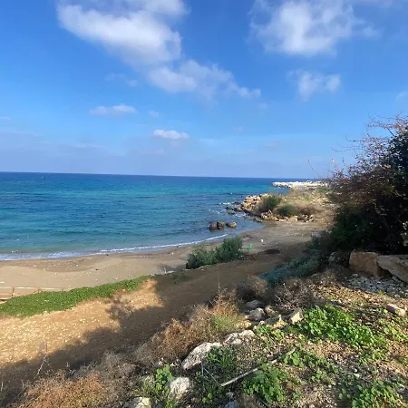 Olive Tree - * Protaras